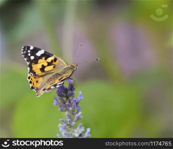 close on a butterfly painted lady on a lavender flower on green background