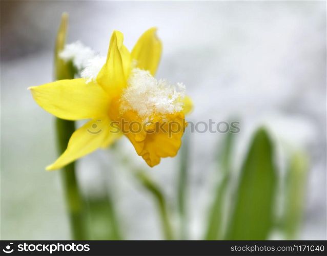 close on a daffodil in a garden covered with snow