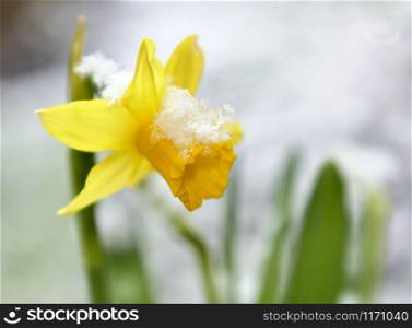 close on a daffodil in a garden covered with snow