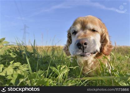 close on a funny portrait of a dog golden retriever eating grass in a field