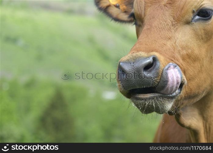close on a funny young brown cow with tongue