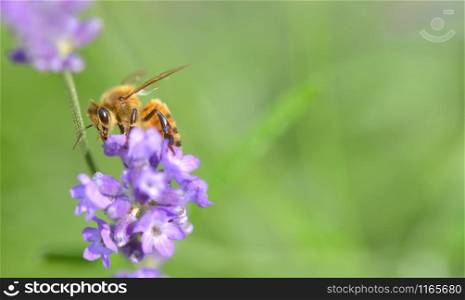 close on a honey bee on a lavender flower on green background