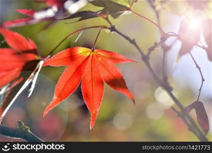 close on beautiful red foliage of a maple in autumn in sunlight
