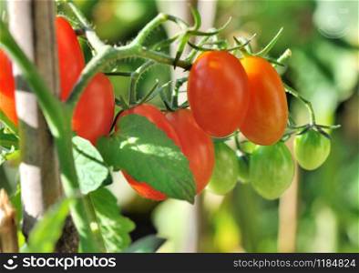 close on beautiful small tomatoes on a green background