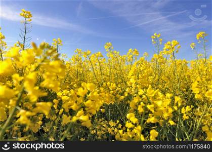 close on beautiful yellow flowers of rape in a field
