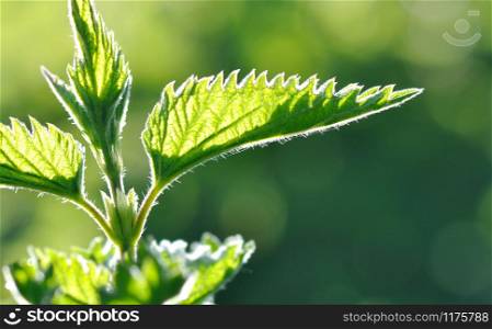 close on bright green leaf of nettle on green background