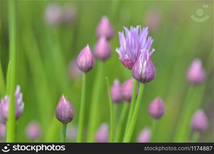 close on buds of chives blooming on green background