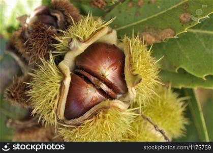 close on chestnut in the open shell in the tree