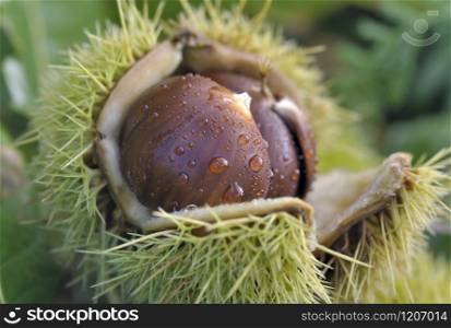 close on chestnuts covered with water drops in the shell opening in the tree