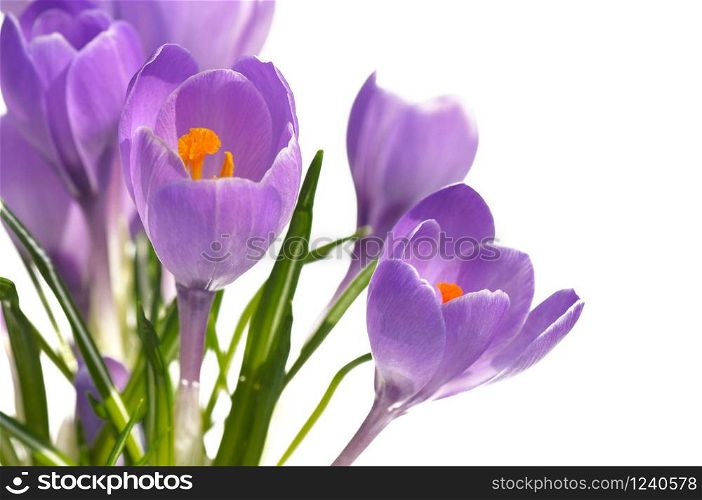 close on crocus with pistils isolated on white background