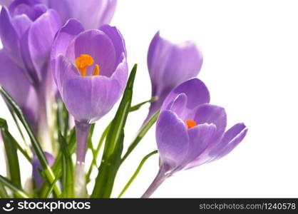 close on crocus with pistils isolated on white background