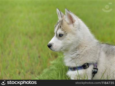 close on cute puppy husky with blue eyes on grass background