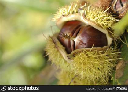 close on fresh chestnuts in a bug opening