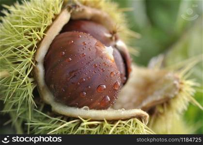 close on fresh chestnuts in bug covered with drops