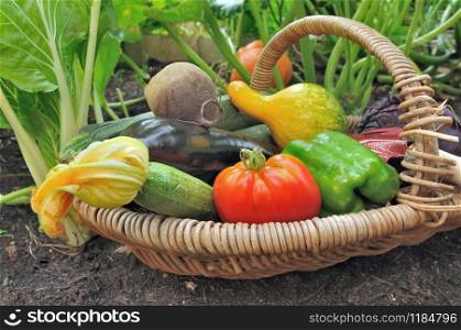 close on fresh colorful vegetables in a basket put on the soil of a vegetable garden