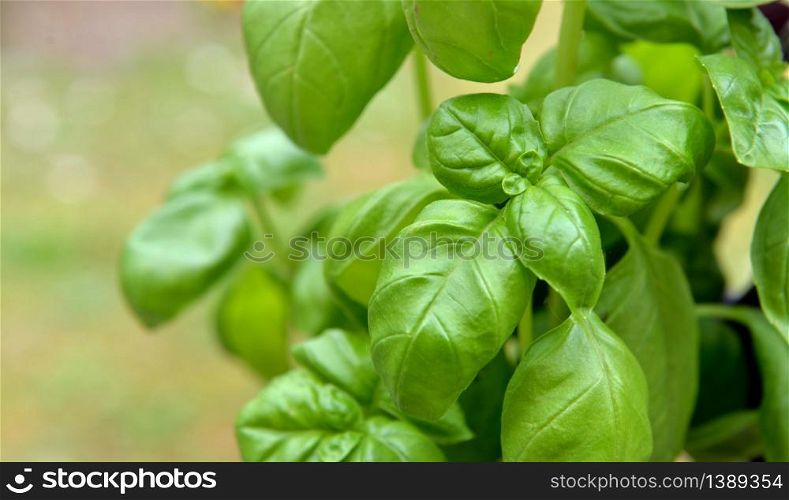 close on freshness green leaf of basil growing in garden