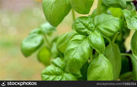 close on freshness green leaf of basil growing in garden