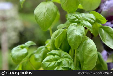 close on freshness green  leaf of basil growing in garden