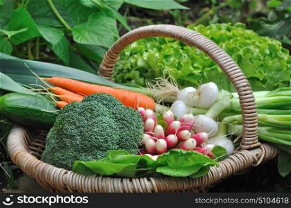 close on full vegetable basket in garden