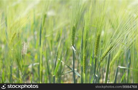 close on green cereal plant growing in a sunny field . close on cereal plant growing in a sunny field 