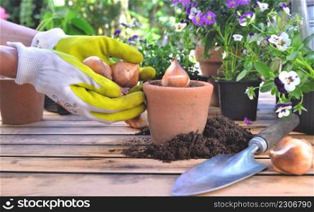 close on hand of gardening holding a bulb of flower in a pot put on a table in garden. close on hand of gardening planting holding pot put on a table in garden