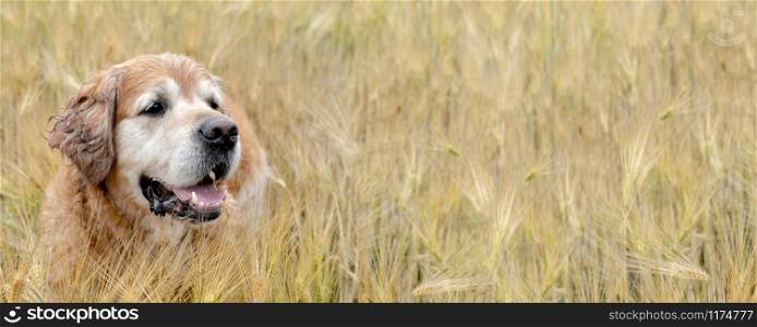 close on head of a dog, golden retriver in a field of wheat