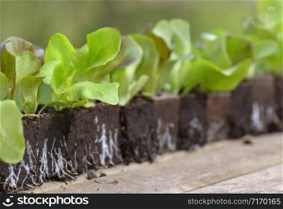 close on leaf of lettuce seedling in line on a garden table