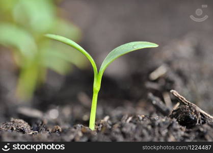 close on little and greenery seedling in soil