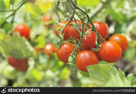 close on ripe cherry tomatoes among leaf in vegetable garden