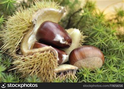 close on sweet chestnuts on opened shell on green moss
