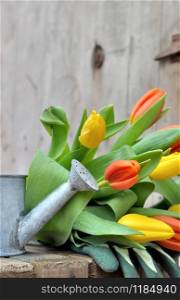 close on tulips and watering can on wooden background