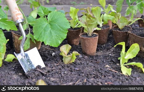 close on  vegetable seedlings in peat pot put on the dirt in a garden with a shovel to plant. close on shovel covered with drops planting in soil among leaf of vegetable sedlings in peat pot 