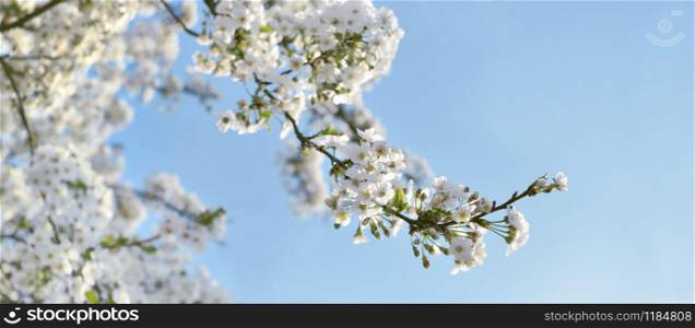 close on white flowers blooming in the branches of the tree in springtime on blue sky background