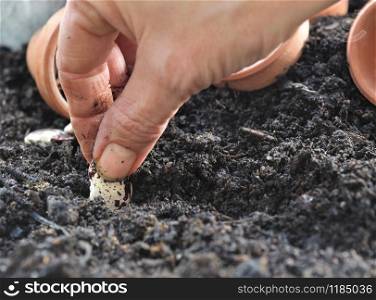 close on woman hand sowing seeds in vegetable garden soil