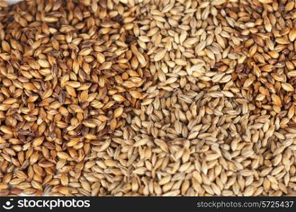 Close photo up of malt grains