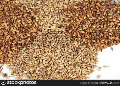 Close photo up of malt grains. malt grains