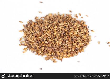 Close photo up of malt grains. malt grains