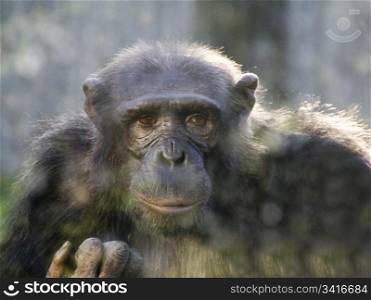 close portrait of an adult chimpanzee
