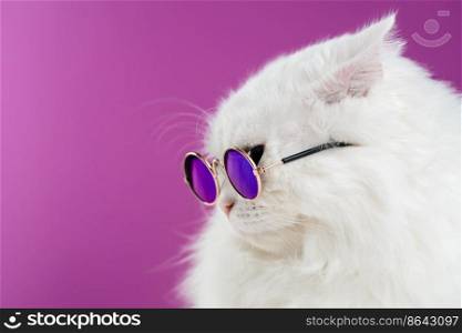 Close portrait of white furry cat in fashion sunglasses. Studio photo. Luxurious domestic kitty in glasses poses on pink background wall.. Close portrait of white furry cat in fashion sunglasses. Studio photo. Luxurious domestic kitty in glasses poses on pink background wall. Copy space.
