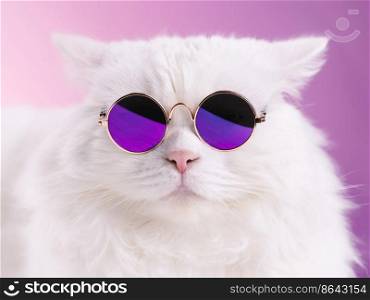 Close portrait of white furry cat in fashion sunglasses. Studio photo. Luxurious domestic kitty in glasses poses on pink background wall.. Close portrait of white furry cat in fashion sunglasses. Studio photo. Luxurious domestic kitty in glasses poses on pink background wall