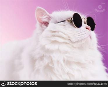 Close portrait of white furry cat in fashion sunglasses. Studio photo. Luxurious domestic kitty in glasses poses on pink background wall.. Close portrait of white furry cat in fashion sunglasses. Studio photo. Luxurious domestic kitty in glasses poses on pink background wall