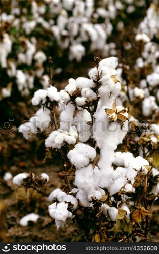 Close shot of Field of cotton ready for harvest in Texas
