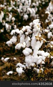 Close shot of Field of cotton ready for harvest in Texas