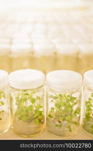 Close shot of plant tissue culture in laboratory, Asparagus and other tropical plant grows in test tube. Agriculture laboratory.