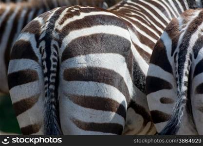 close shot of zebra butt