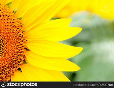Close sunflower with a bright yellow in their natural environment