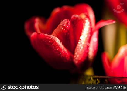 Close up a buds red tulips with water drops in a green glass on a black background. Fine art floral background. Close Up.. Close up a buds red tulips with water drops in a green glass on a black background.