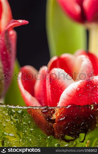 Close up a buds red tulips with water drops in a green glass on a black background. Fine art floral background. Macro.. Close up a buds red tulips with water drops in a green glass on a black background.
