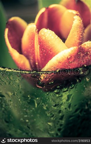 Close up a buds red tulips with water drops in a green glass in vintage style toned. Fine art floral background. Macro.. Close up a buds red tulips with water drops in a green glass. Fine art floral background.