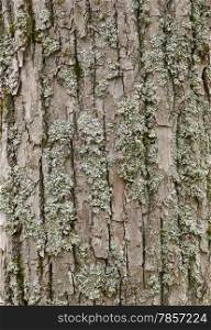 Close up - a structure of the mossy tree bark, aspen